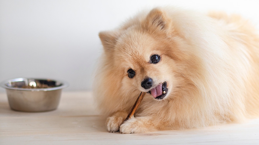 小型犬幼犬狗糧推薦-營養需求-餵食指南-敏感腸胃對策一覽